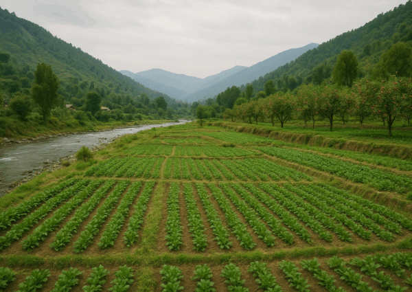 From Desperation to Determination